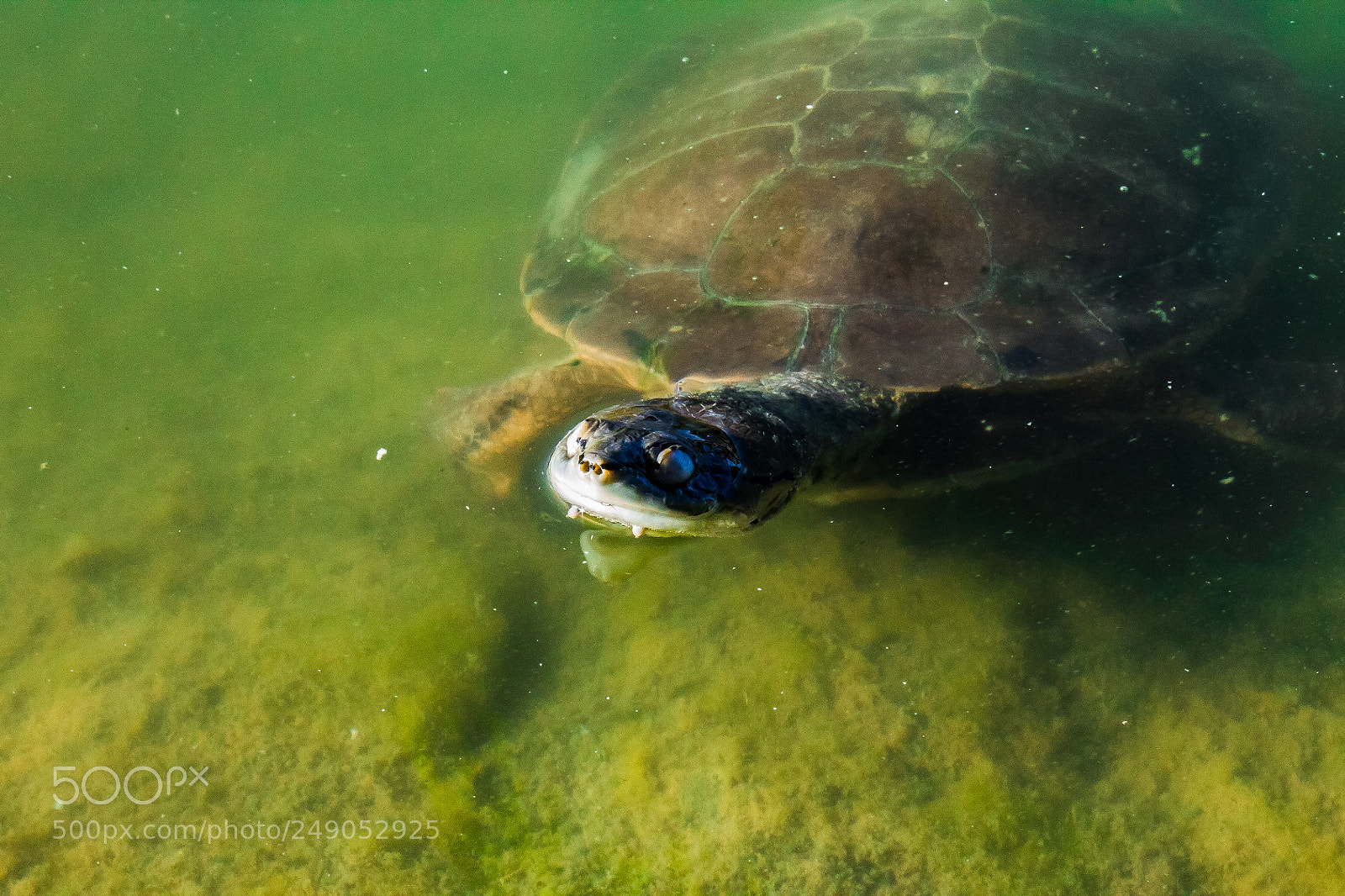 Canon EOS 1100D (EOS Rebel T3 / EOS Kiss X50) sample photo. Turtle photography