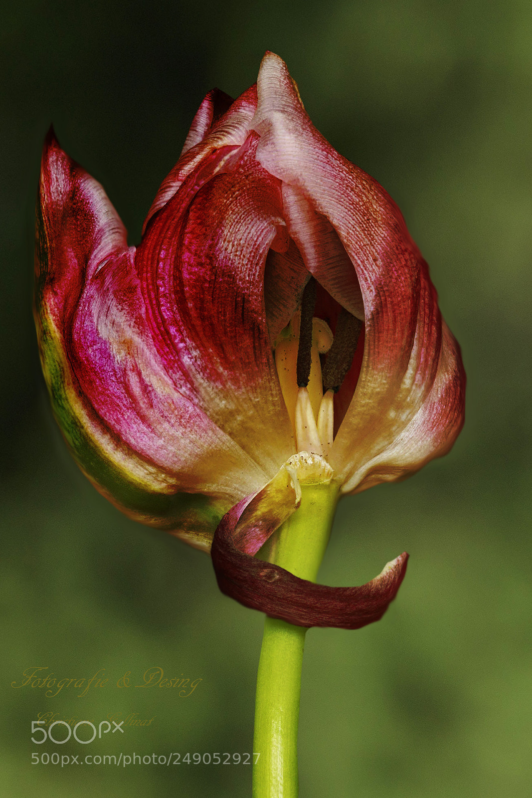 Canon EOS 7D Mark II sample photo. Tulip golden sun photography