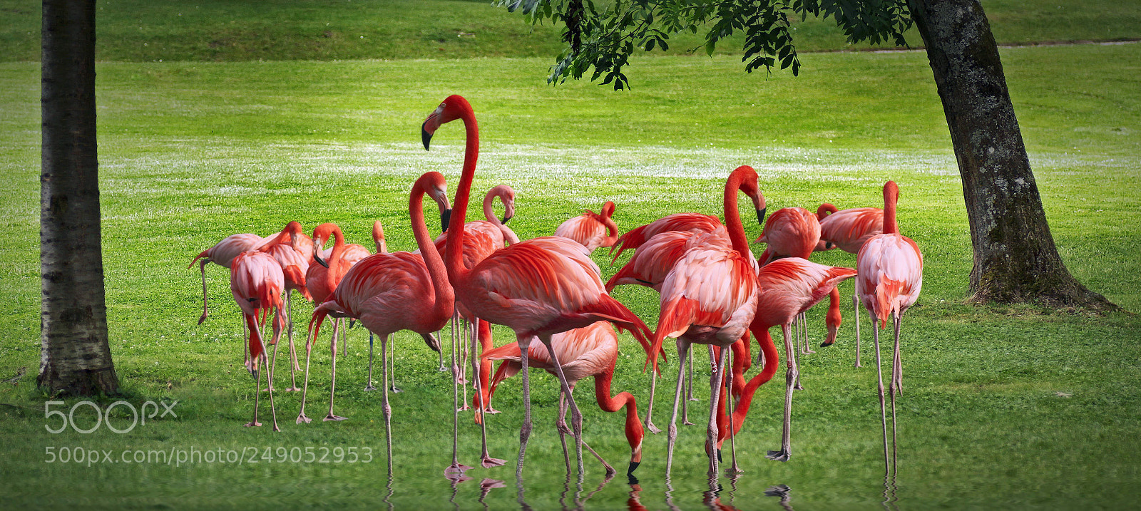 Canon EOS 50D sample photo. Flamingos photography