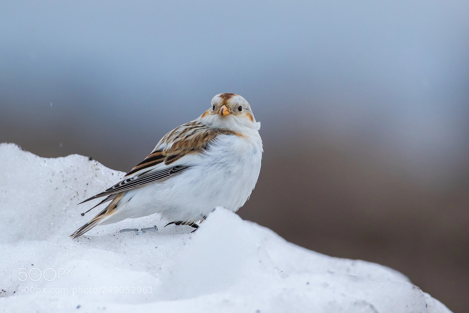 Canon EOS 7D Mark II sample photo. In mid winter snow photography