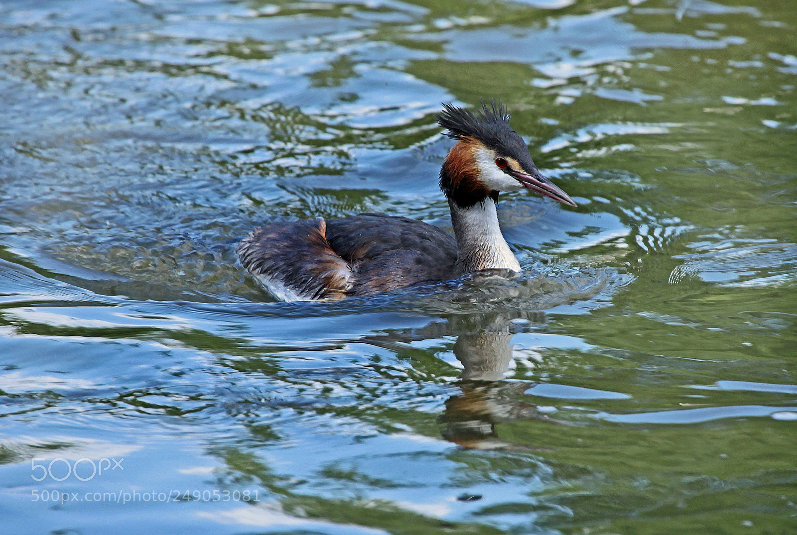 Canon EOS 50D sample photo. Waterbird photography