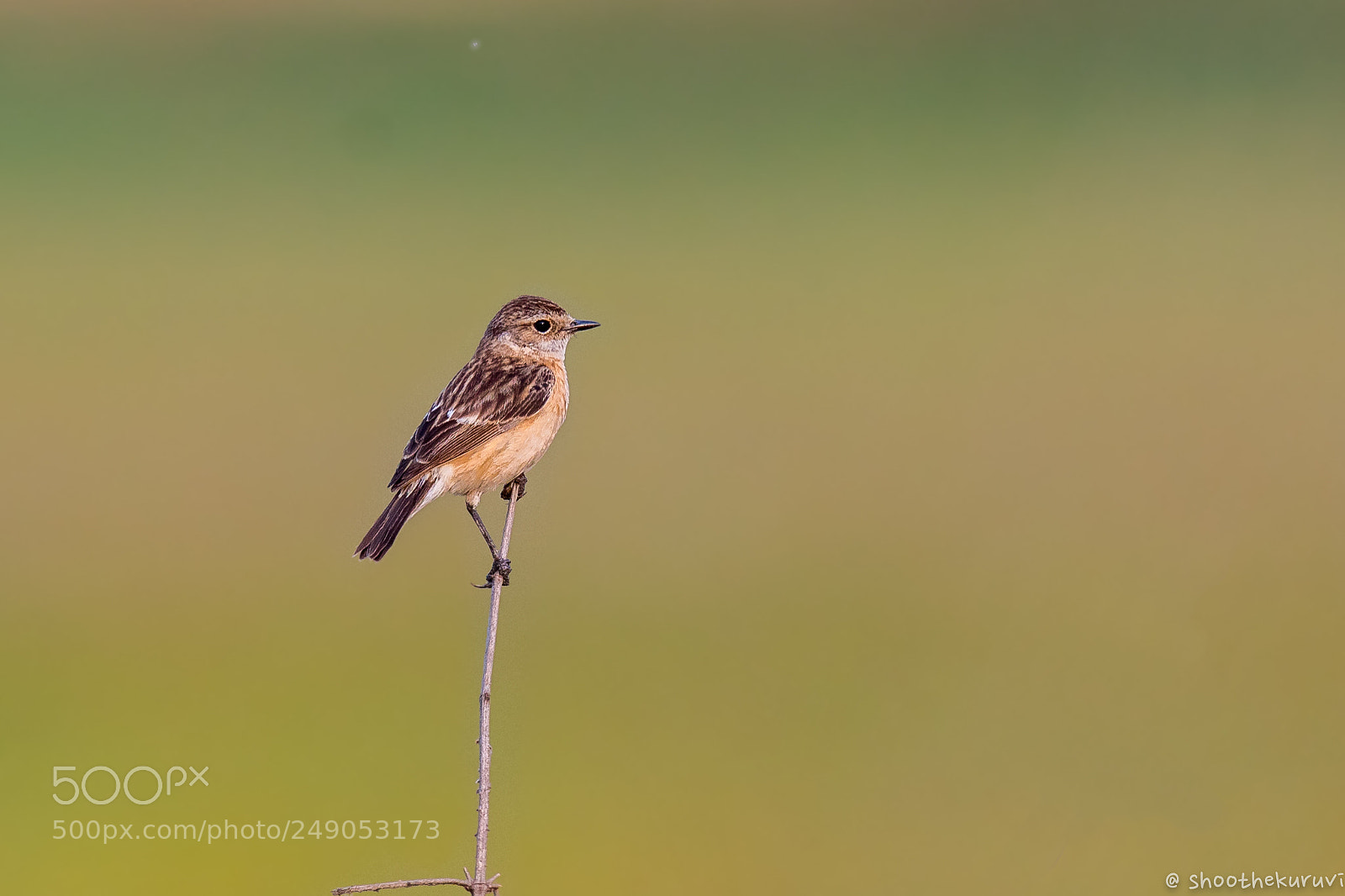 Nikon D500 sample photo. Common stonechat photography