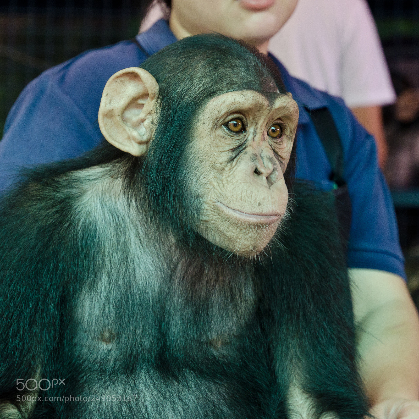 Nikon D7000 sample photo. Chimpanzee with handler photography
