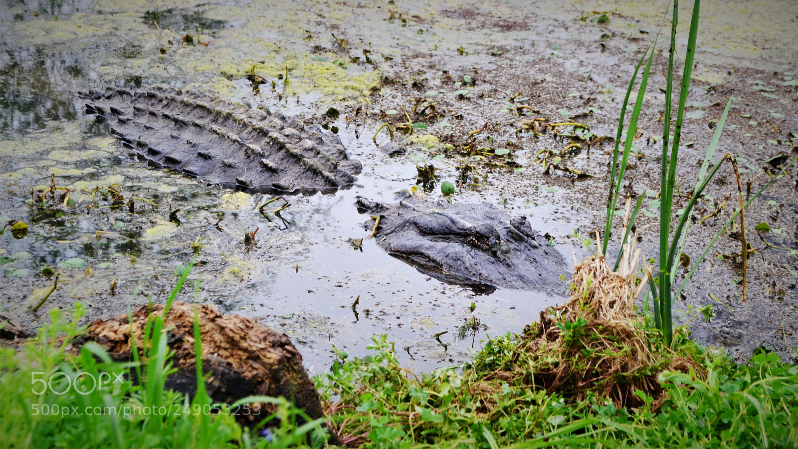 Nikon D3100 sample photo. Living dinosaur photography