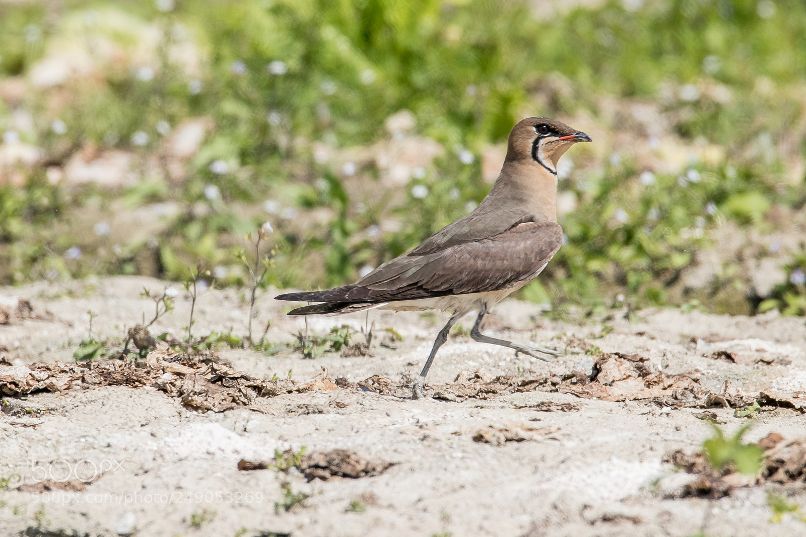 Canon EOS 80D sample photo. Oriental pratincole photography