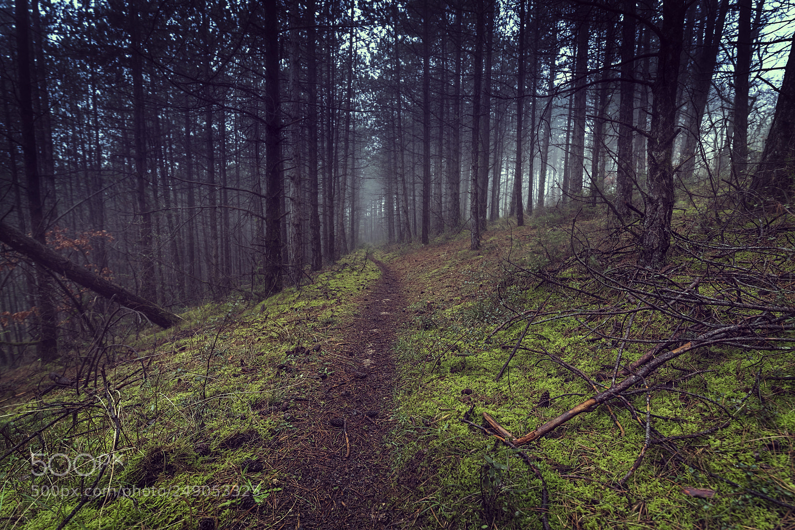 Nikon D810 sample photo. Woodland way 2 photography