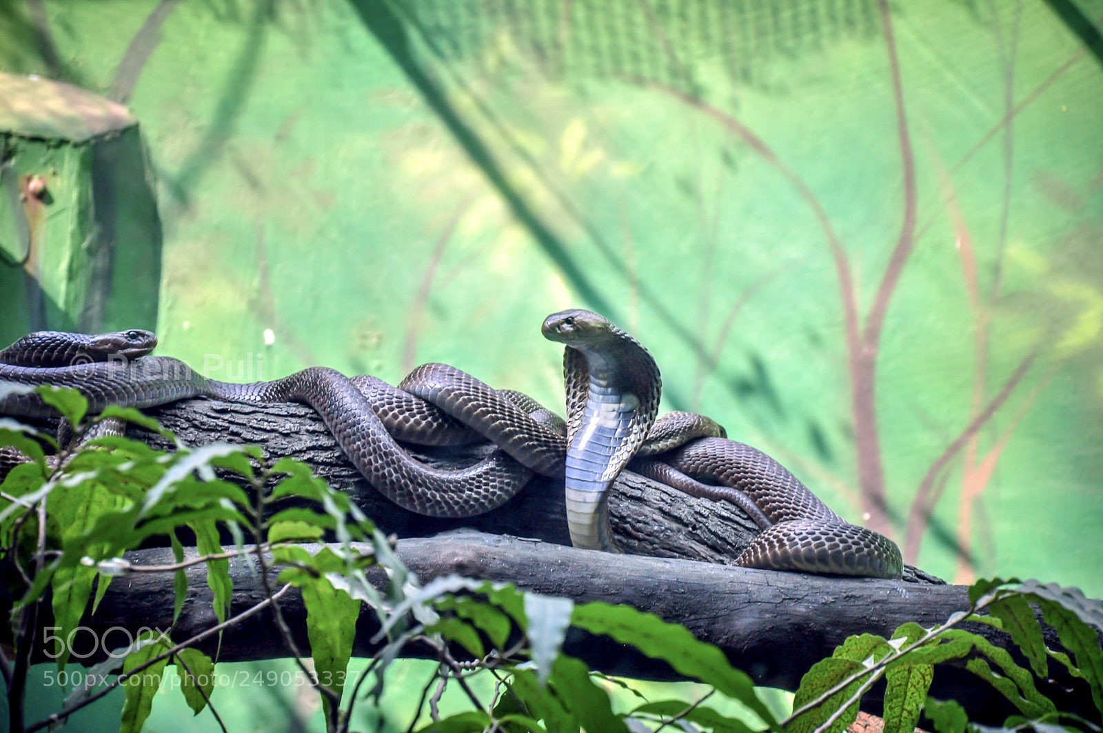 Nikon D90 sample photo. Snake photography