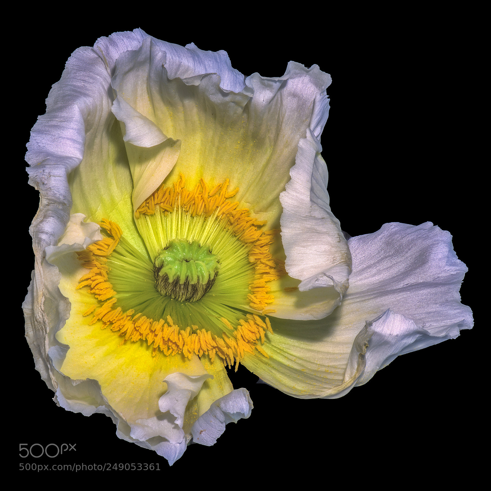 Nikon D810 sample photo. Yellow white poppy photography