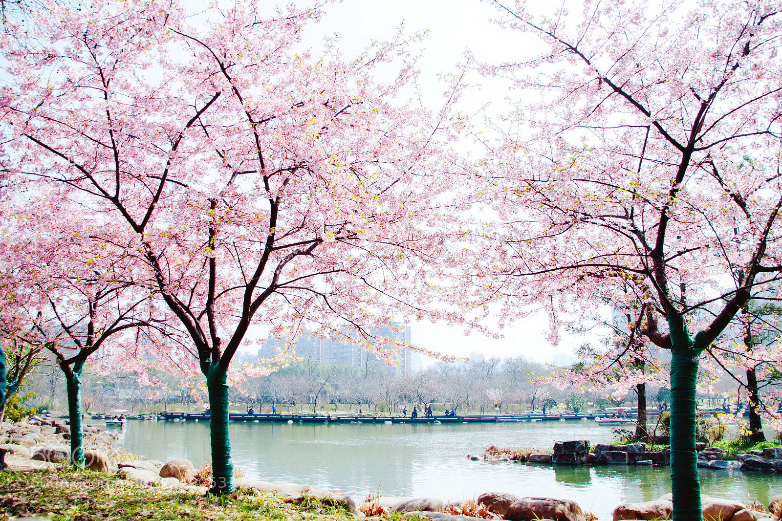 Canon EOS 50D sample photo. Spring is pink photography