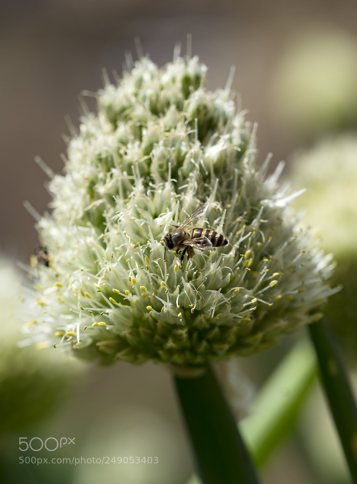 Sony a7R II sample photo. Bee photography