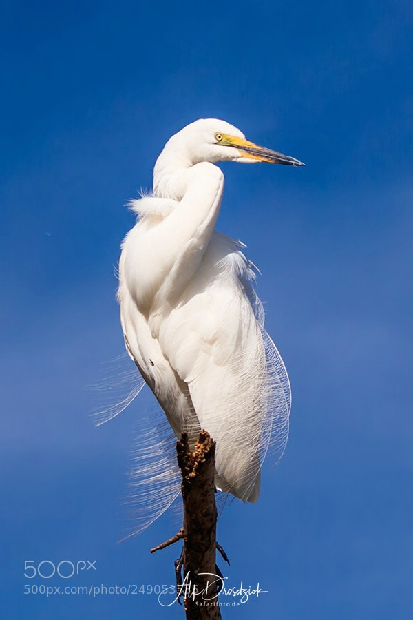 Canon EOS 5DS R sample photo. Reiher am lake naivasha photography
