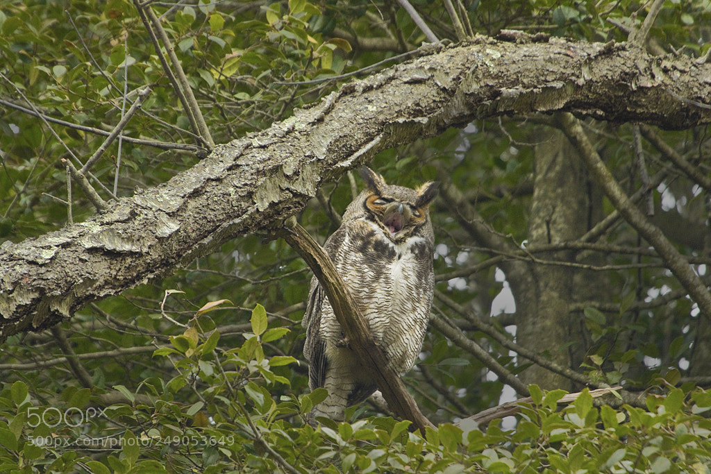 Canon EOS 7D Mark II sample photo. Yawn, great horned owl photography