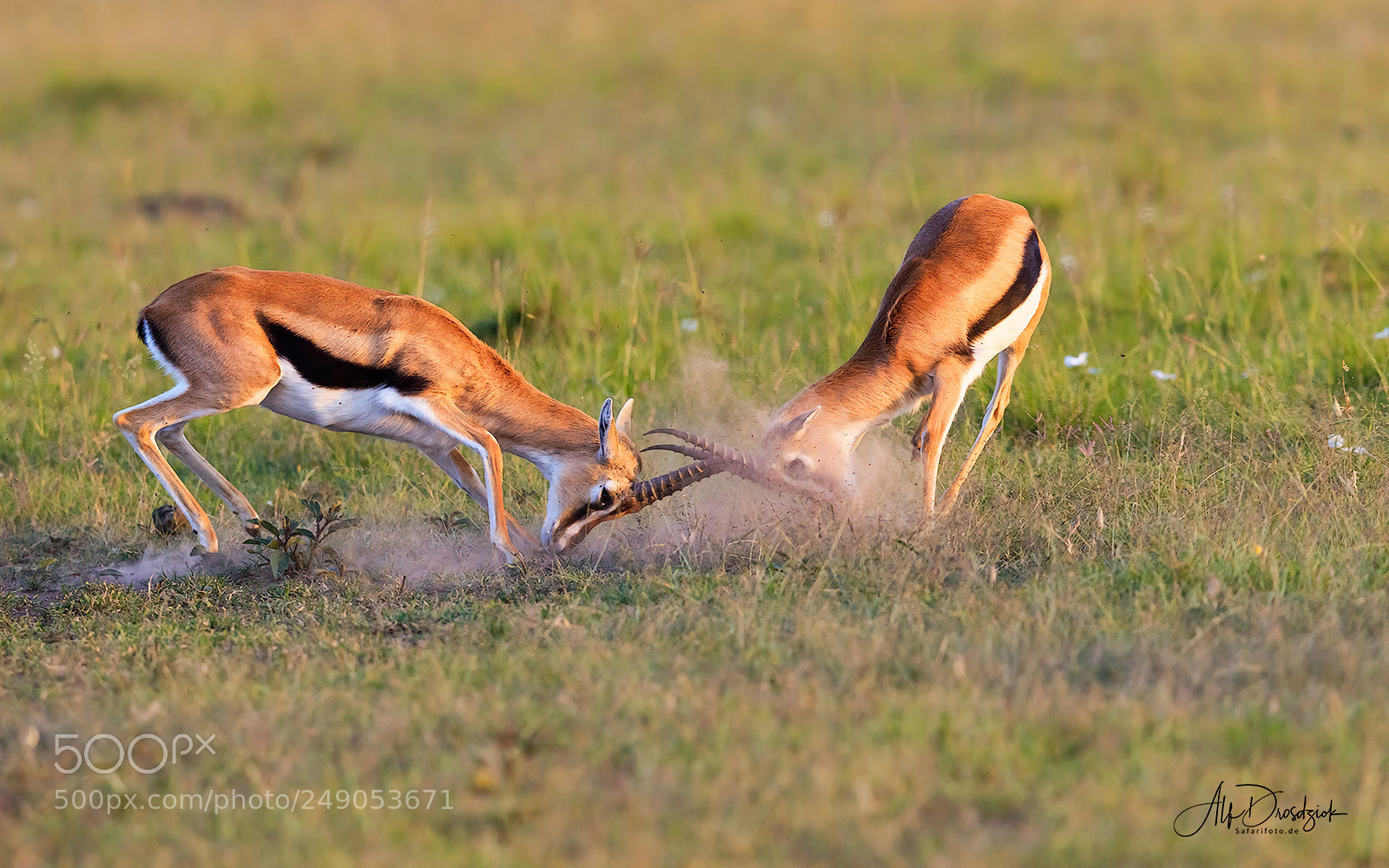 Canon EOS 5DS R sample photo. Thomson gazellen photography
