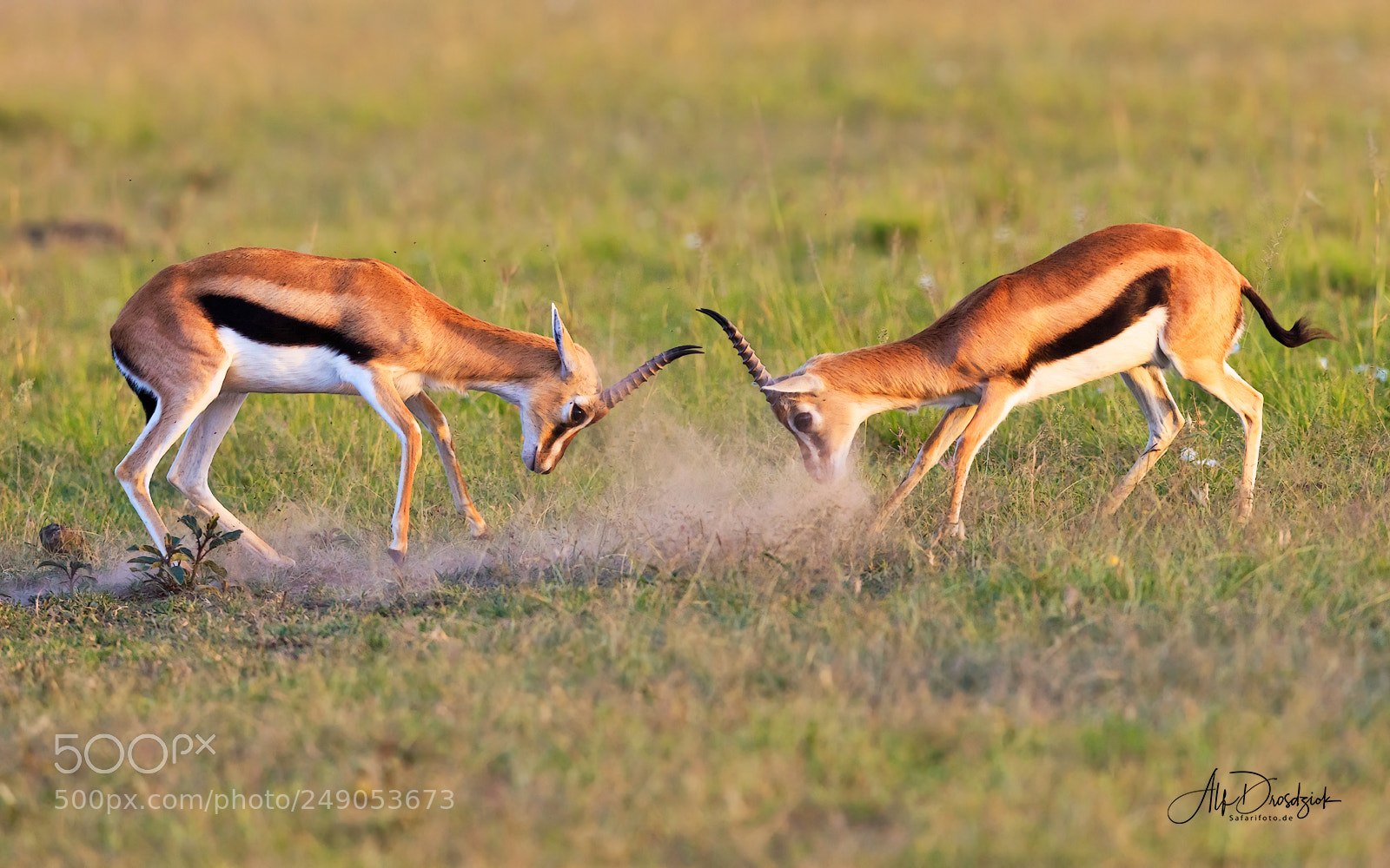 Canon EOS 5DS R sample photo. Thomson gazellen photography