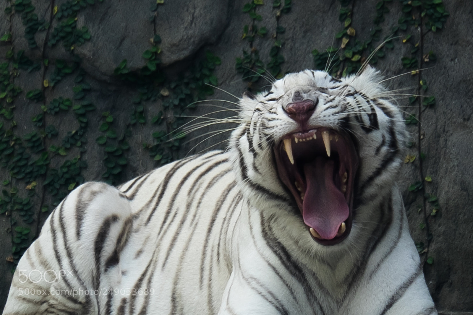 Fujifilm X-T1 sample photo. Yawn of the tiger photography