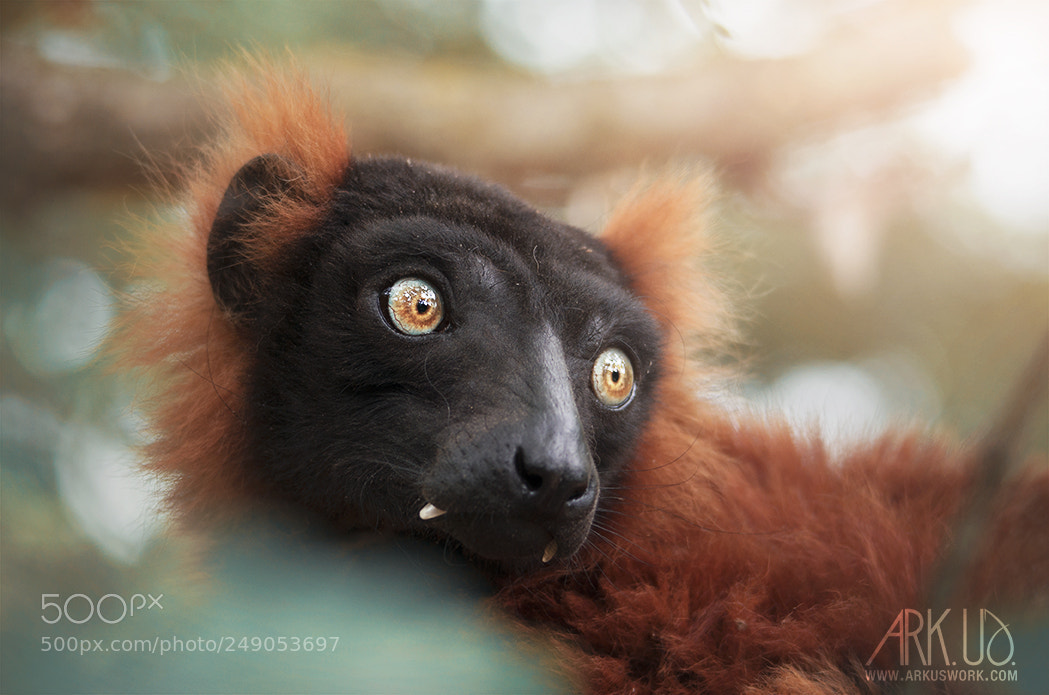 Pentax K-5 II sample photo. Lemur photography