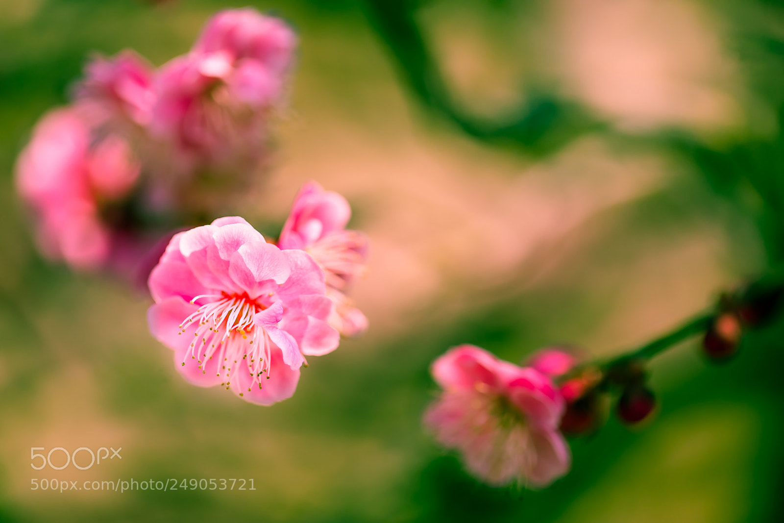Canon EOS 5D Mark IV sample photo. Pink & green photography
