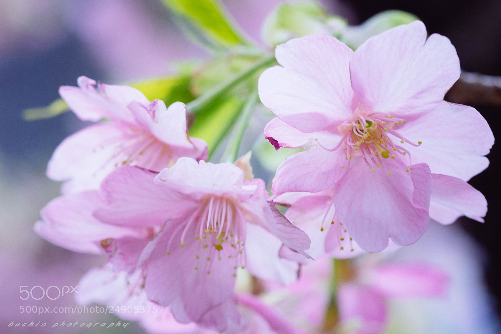 Olympus OM-D E-M1 sample photo. Kawazu cherry tree photography