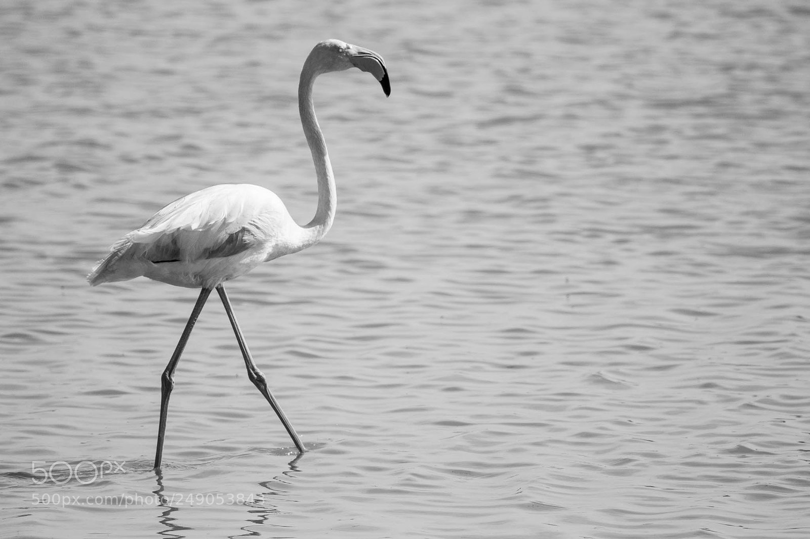 Canon EOS 60D sample photo. Flamingo photography