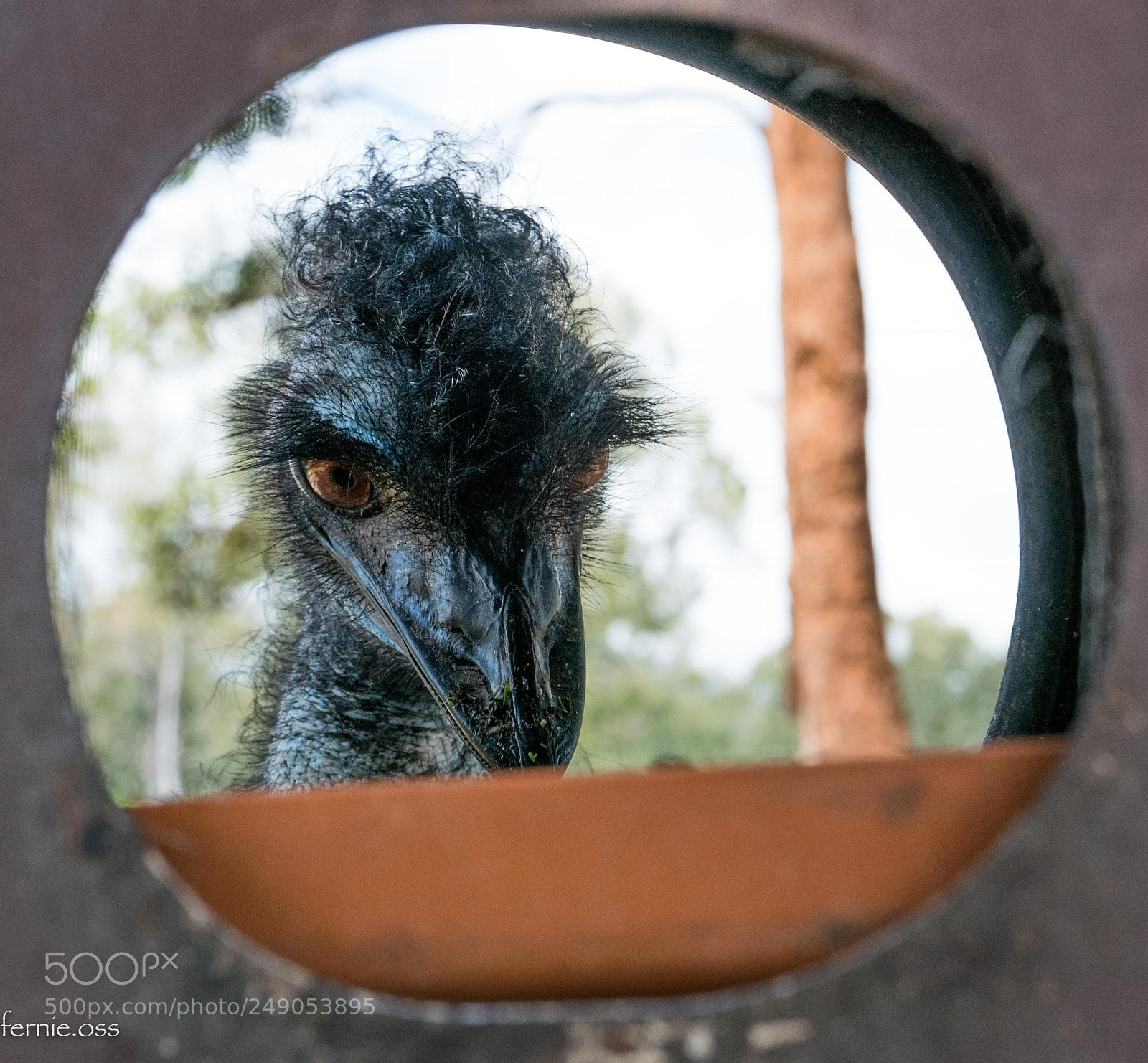 Panasonic Lumix DMC-LX100 sample photo. Australian emu photography