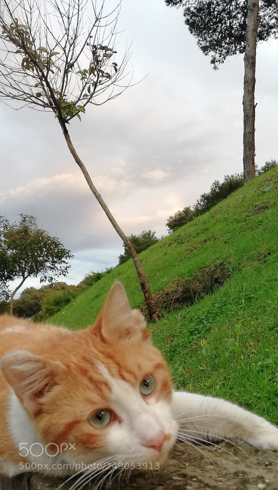 HUAWEI Mate 10 Lite sample photo. Cat photography