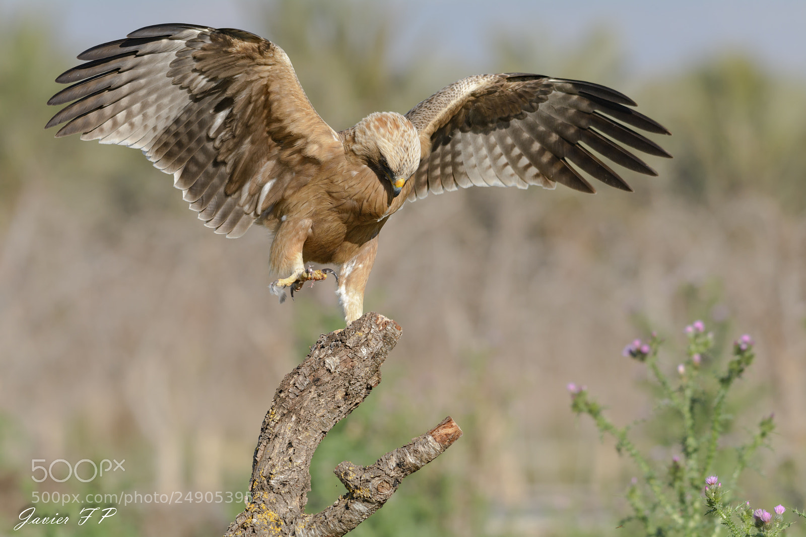 Nikon D7100 sample photo. Aterrizando, landing photography