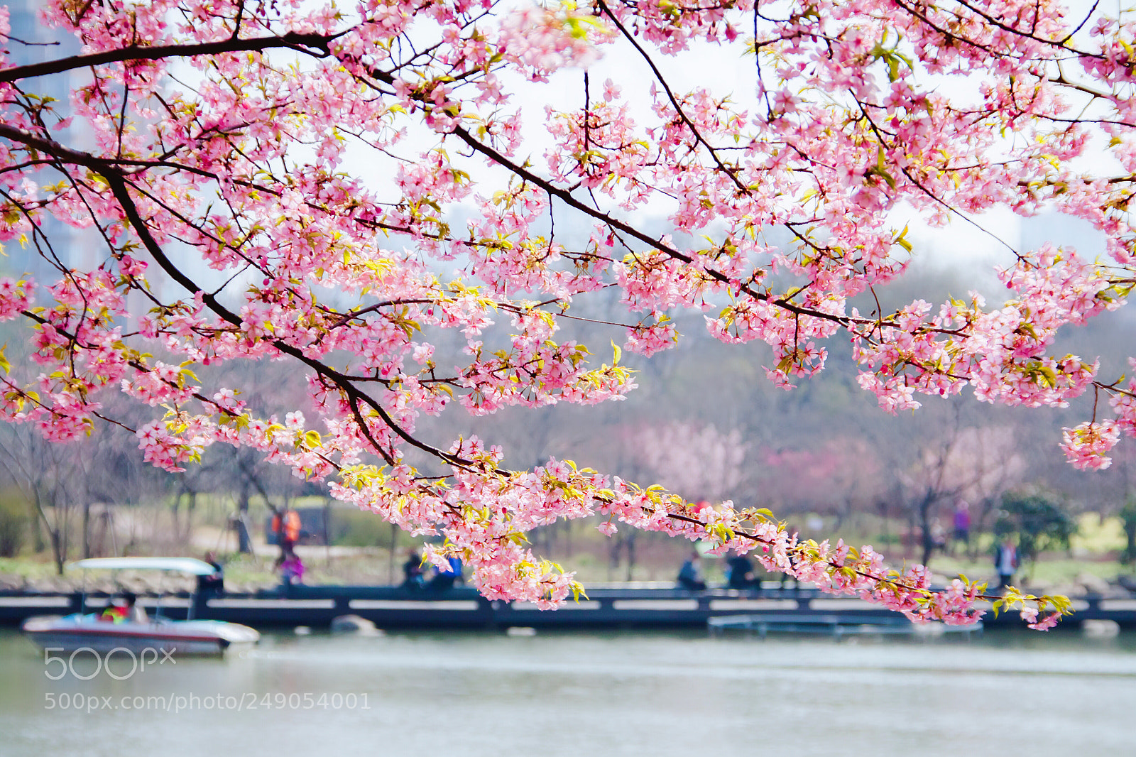 Canon EOS 50D sample photo. Spring is pink photography