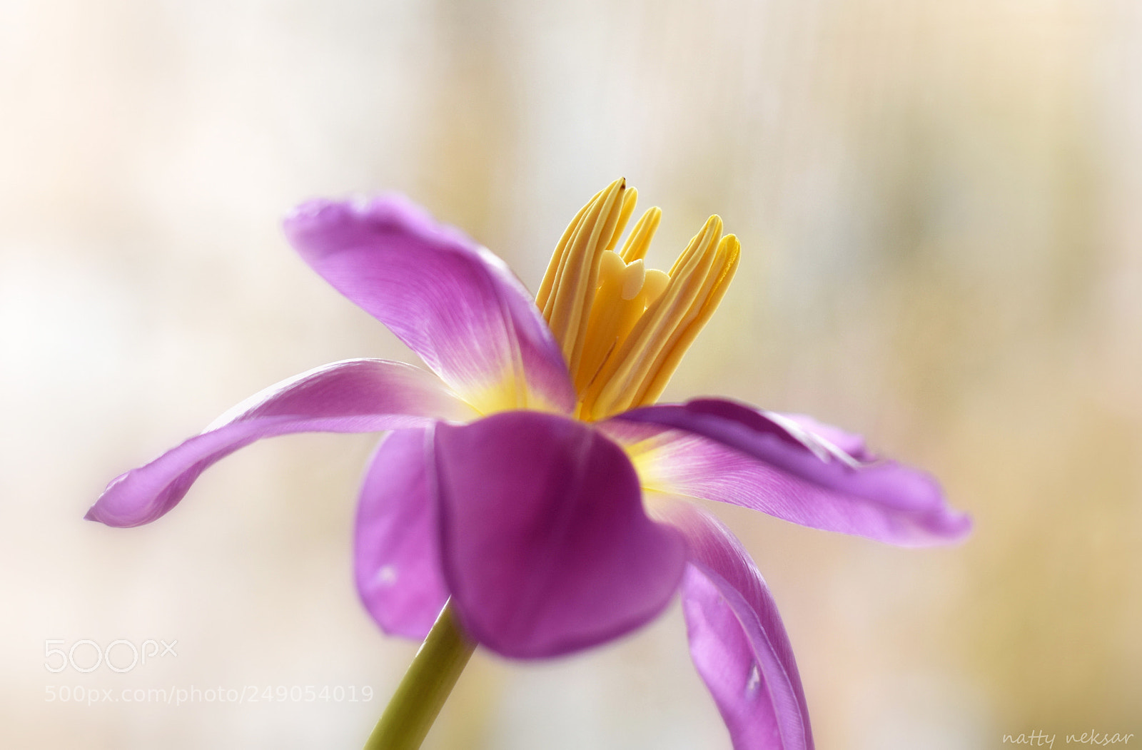 Nikon D5300 sample photo. Tulip...#44 photography
