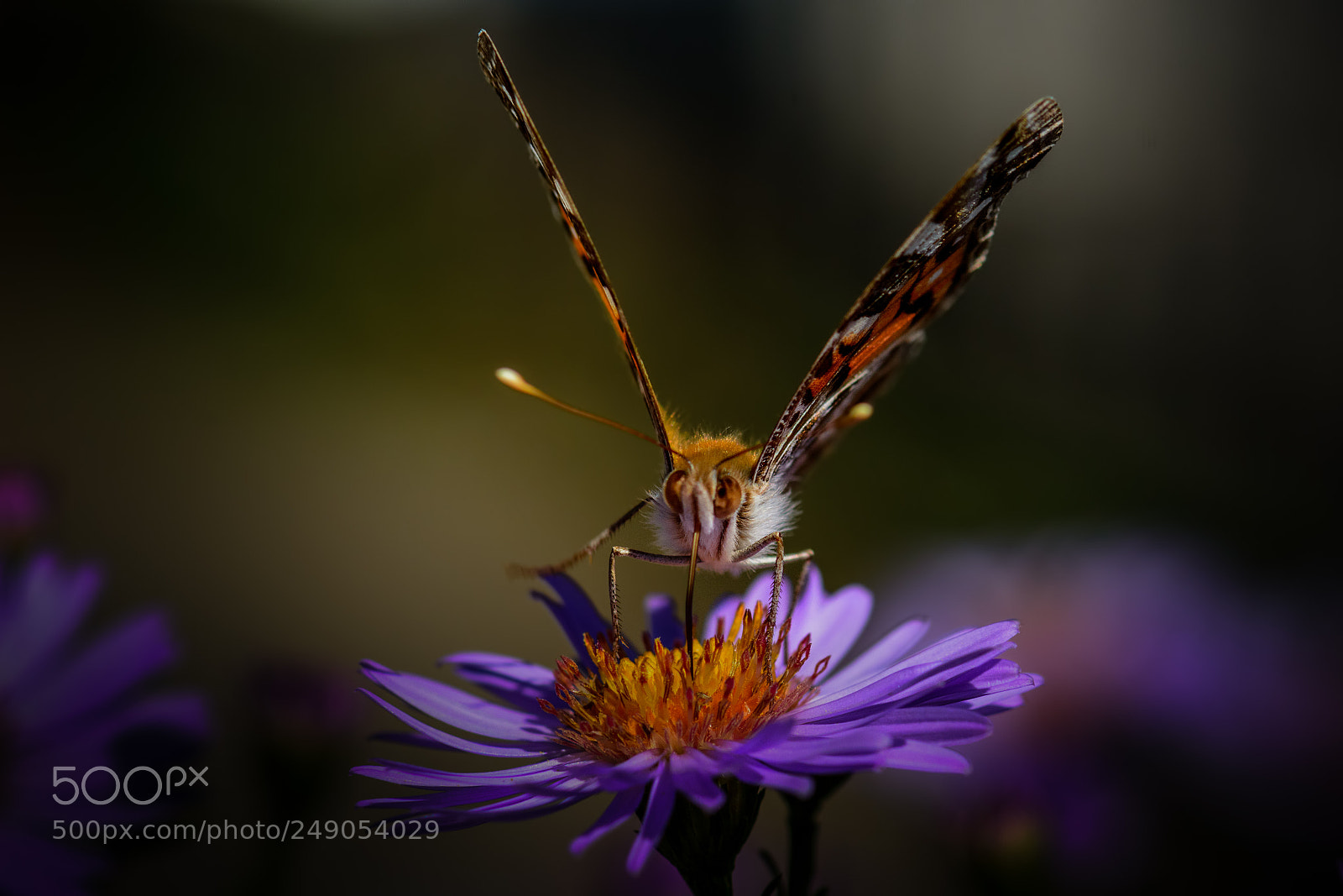 Nikon D7100 sample photo. Painted lady #3 photography