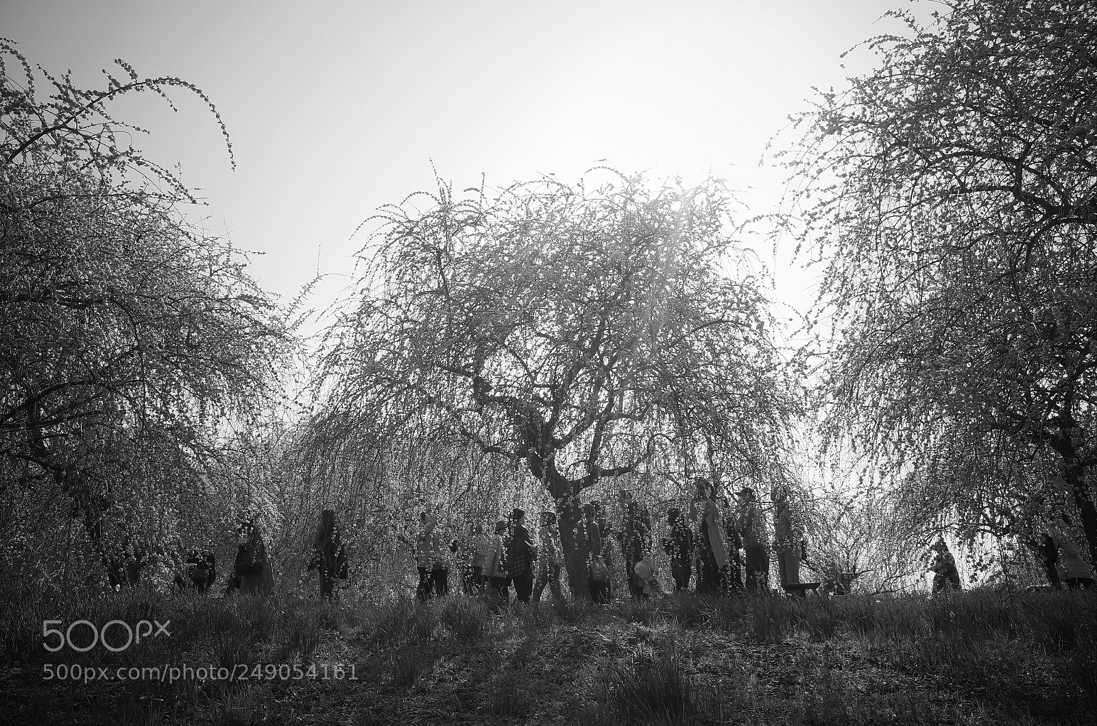 Ricoh GR sample photo. Plum grove photography