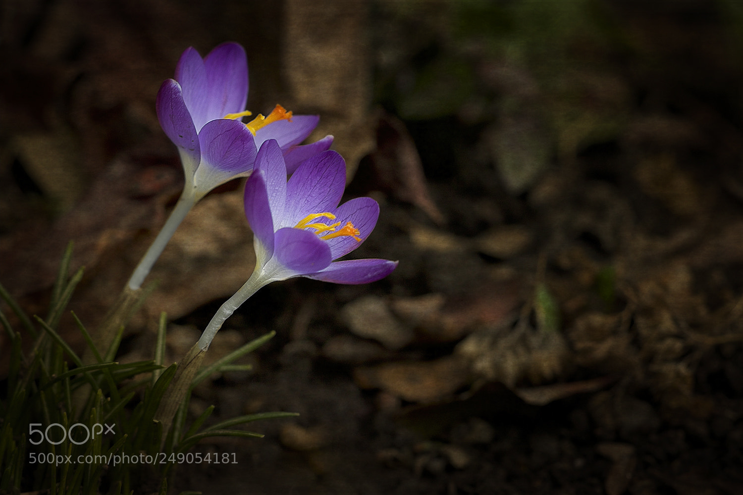 Canon EOS 7D Mark II sample photo. Just now born photography