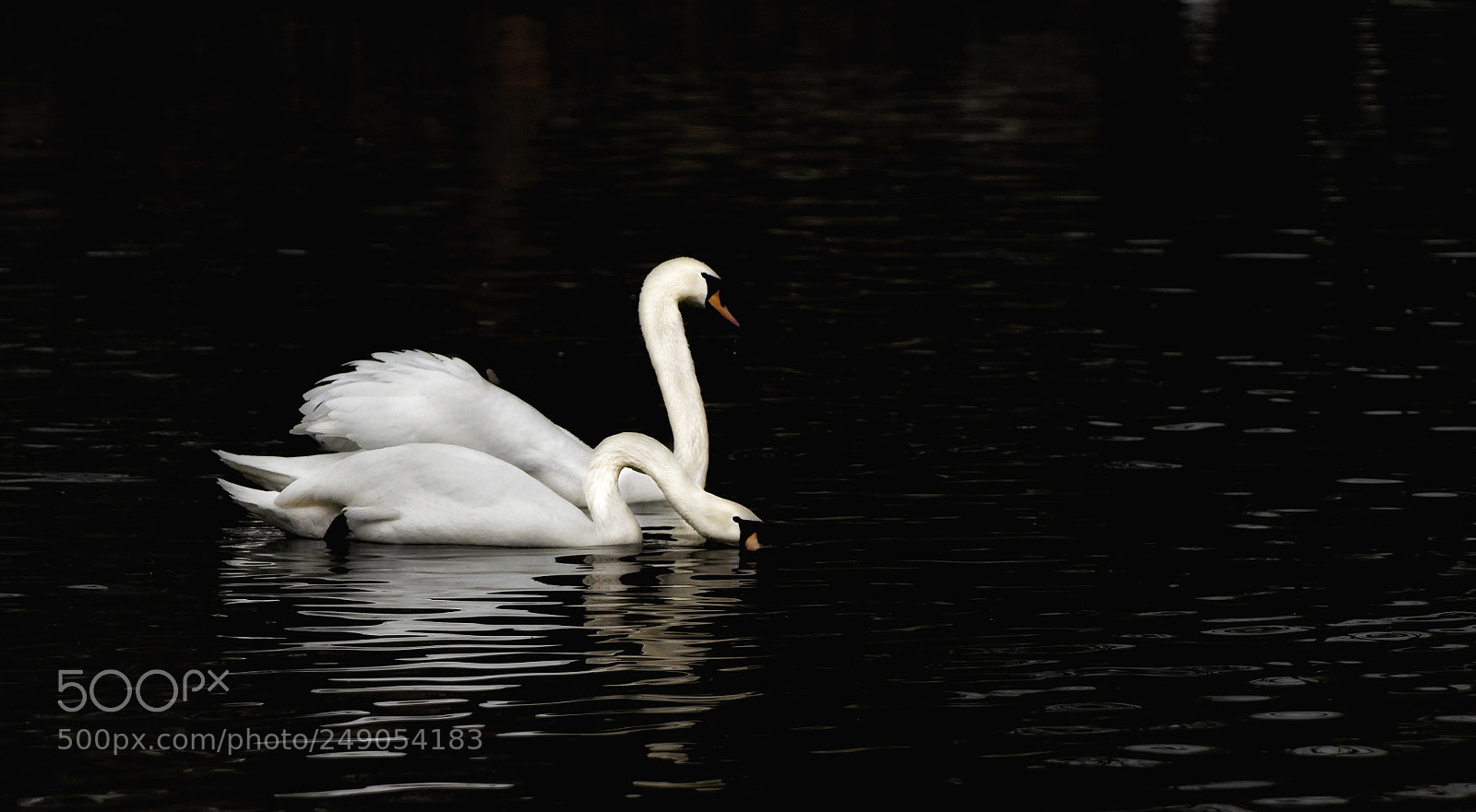 Nikon D810 sample photo. Untitled photography