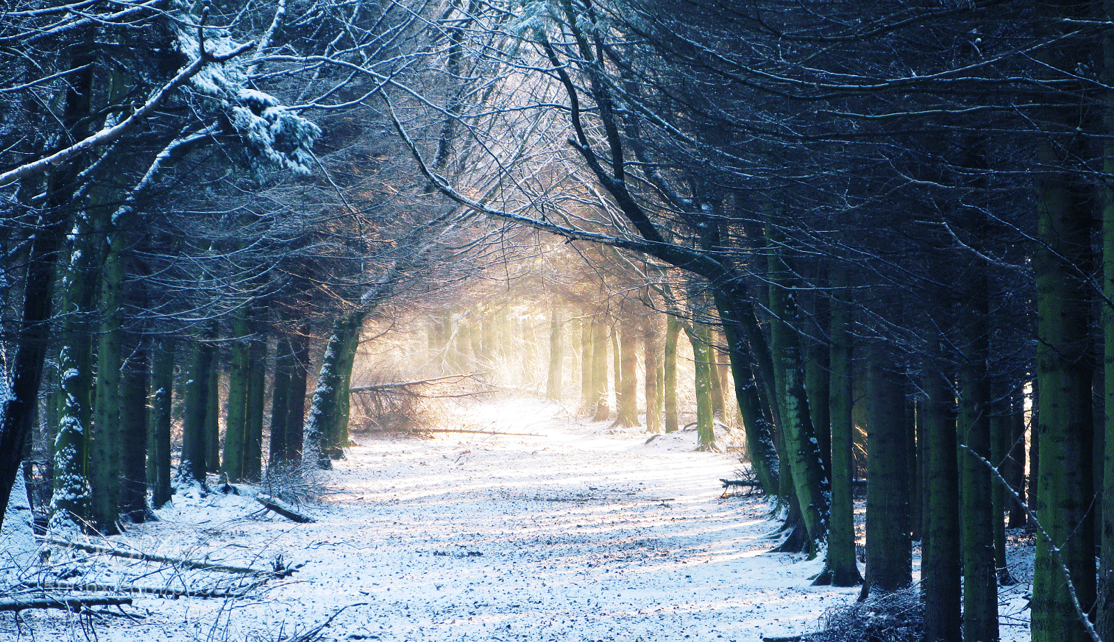 Canon POWERSHOT G9 sample photo. Avenue of winter trees photography