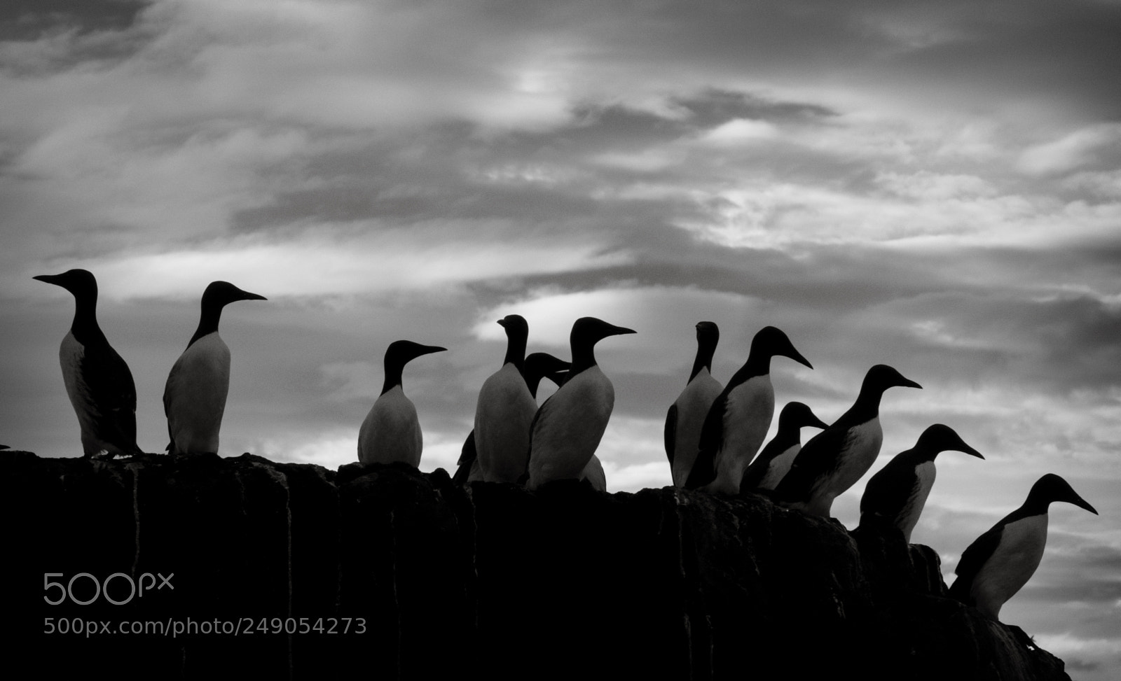 Canon PowerShot G3 X sample photo. Guillemots on farnes photography