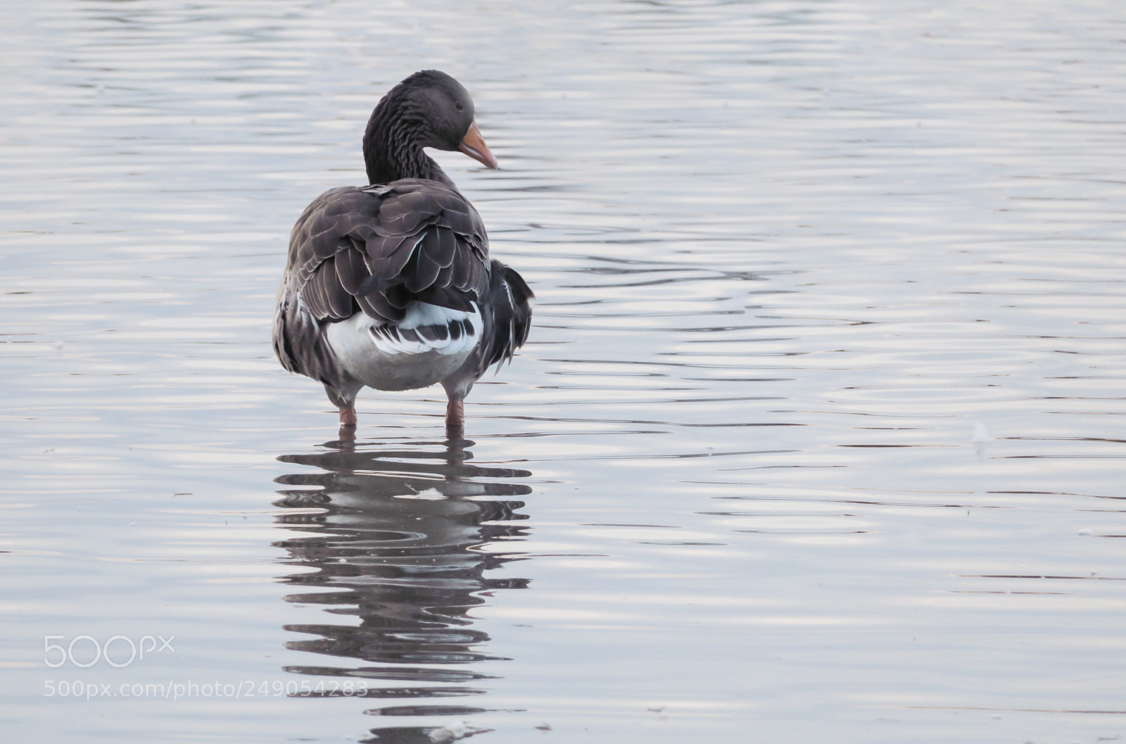 Canon PowerShot G3 X sample photo. Greylag goose photography