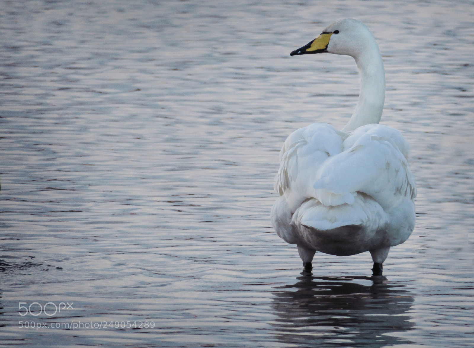 Canon PowerShot G3 X sample photo. Whooper swan photography
