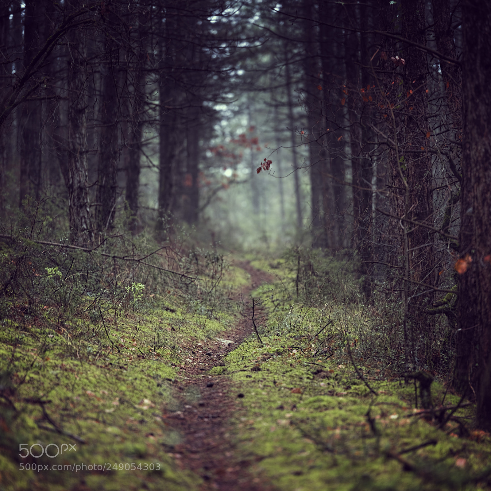 Nikon D810 sample photo. Atmospheric forest photography
