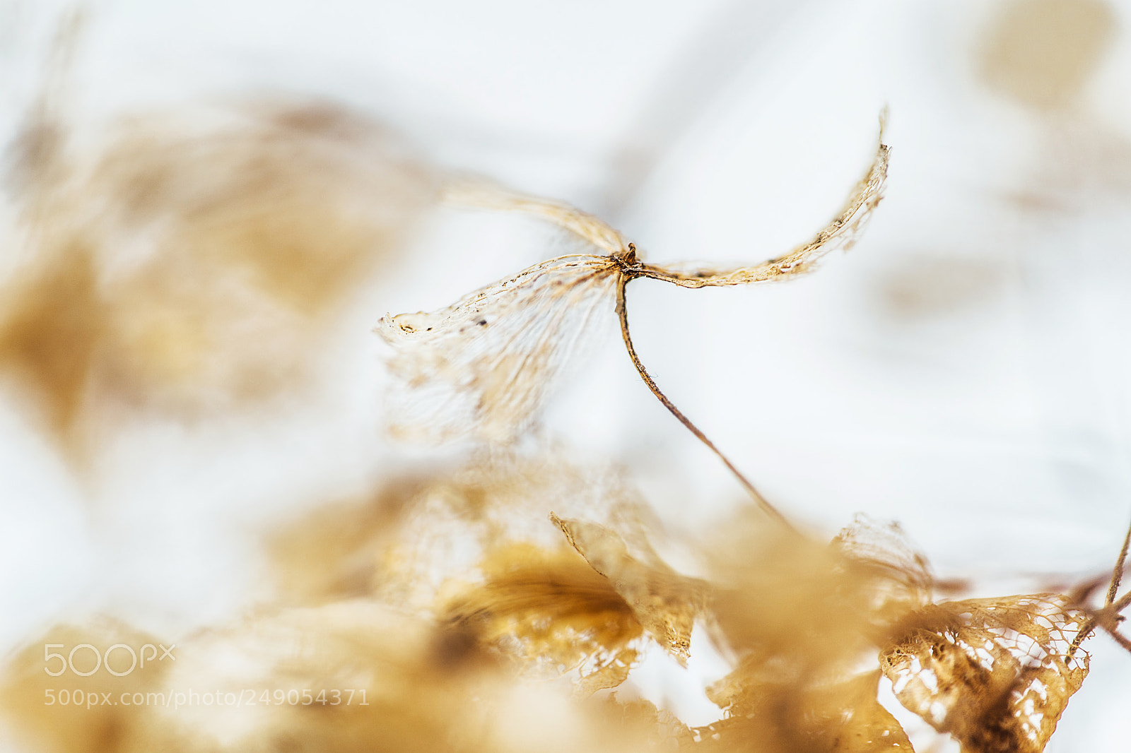 Sony a9 sample photo. Gathering winter wind photography
