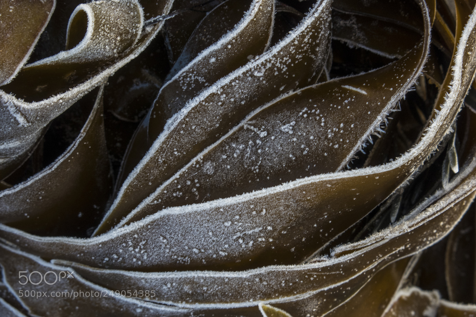 Canon PowerShot G3 X sample photo. Frosty seaweed photography