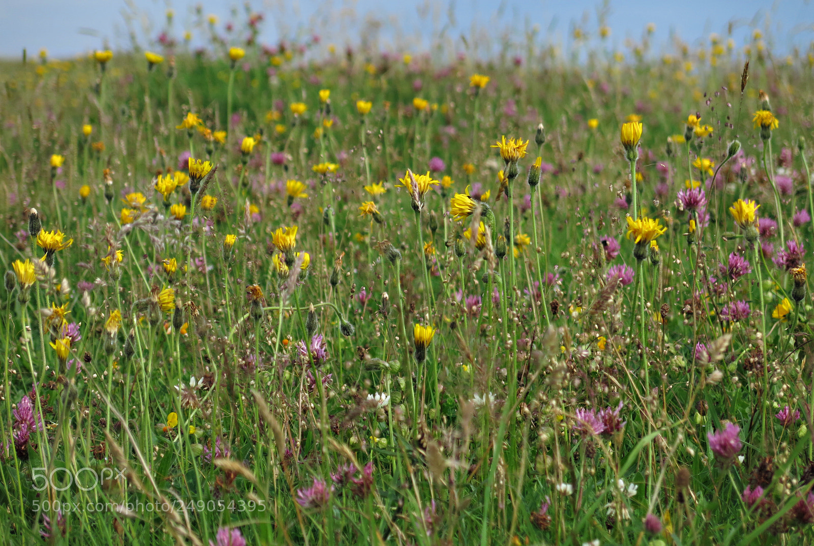 Canon PowerShot G15 sample photo. Wildflower meadow up close photography