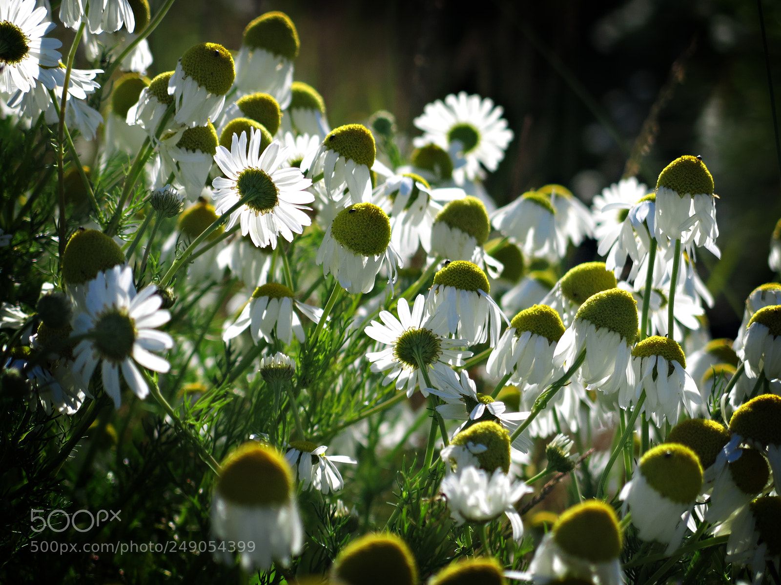 Canon PowerShot G15 sample photo. Daisies in the sun photography