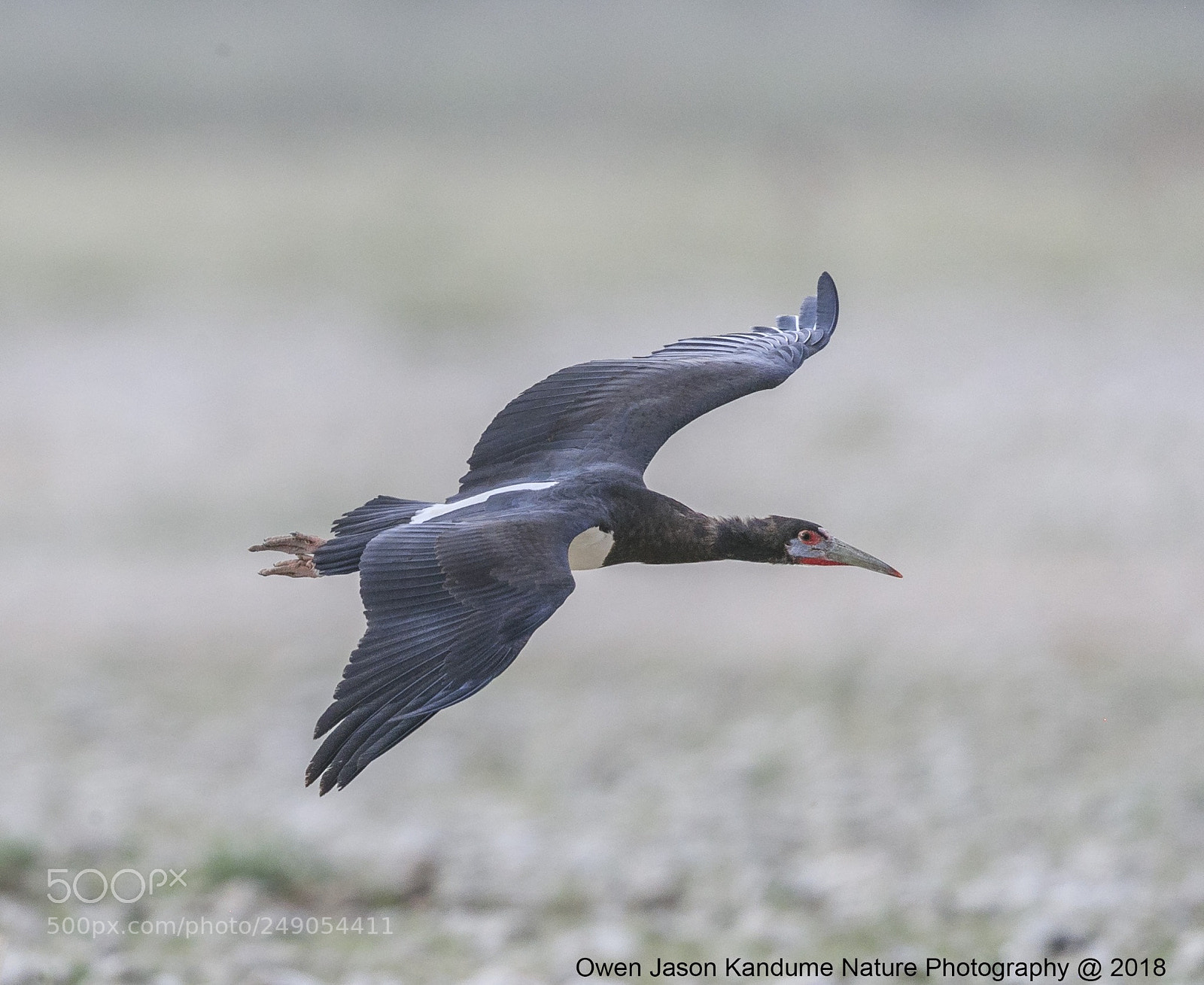 Canon EOS-1D X Mark II sample photo. Black stork photography