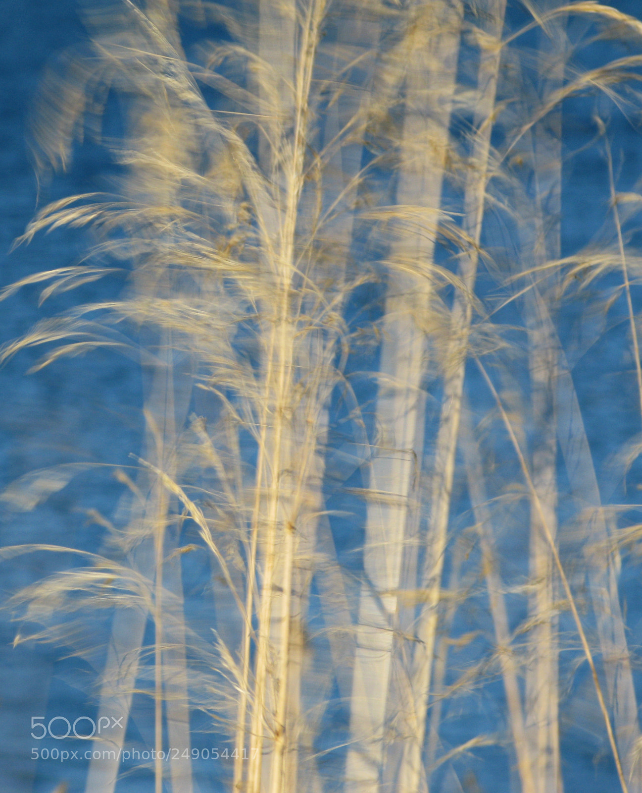 Canon POWERSHOT G9 sample photo. Winter grass photography