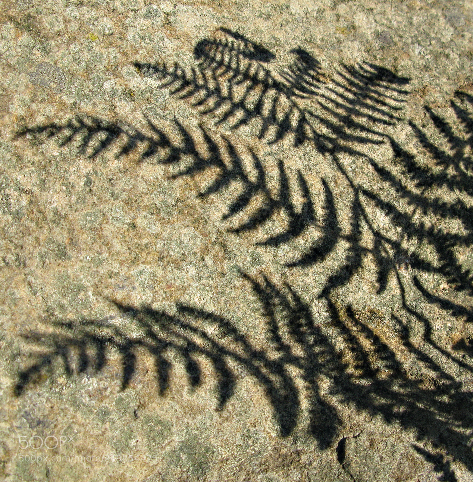 Canon POWERSHOT G9 sample photo. Fern shadows photography