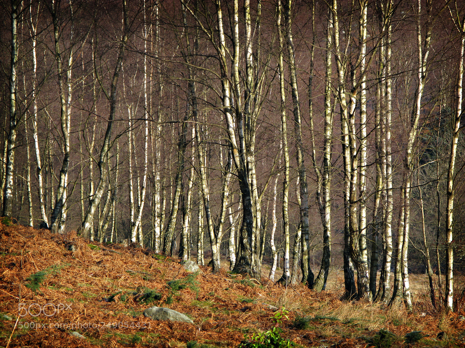 Canon POWERSHOT G9 sample photo. Silver birches in winter photography