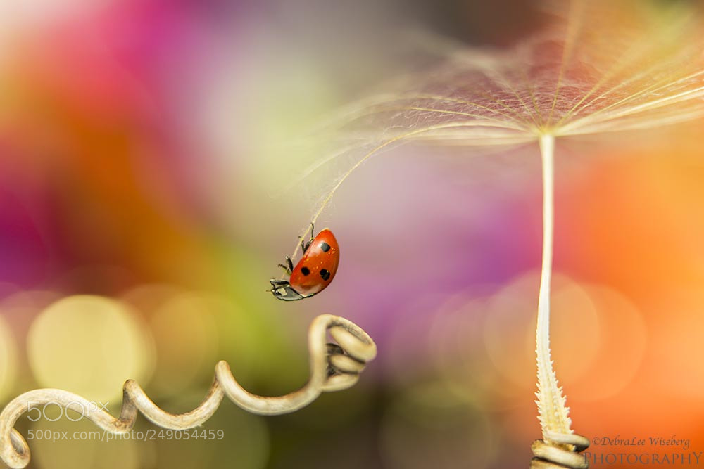 Nikon D800 sample photo. Hanging by a thread photography