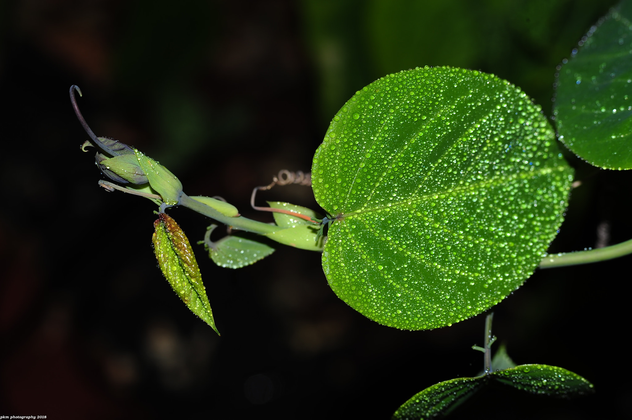 Nikon D700 sample photo. Passiflora ligularis photography