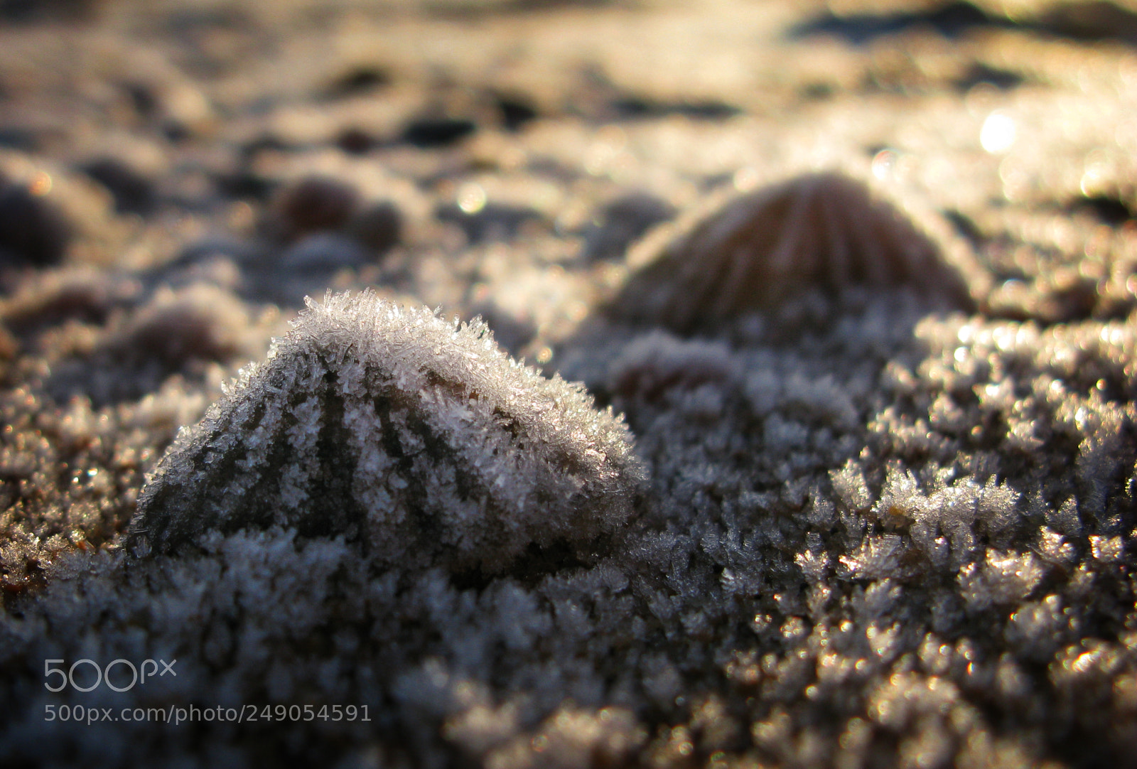 Canon POWERSHOT G9 sample photo. Frozen limpets photography