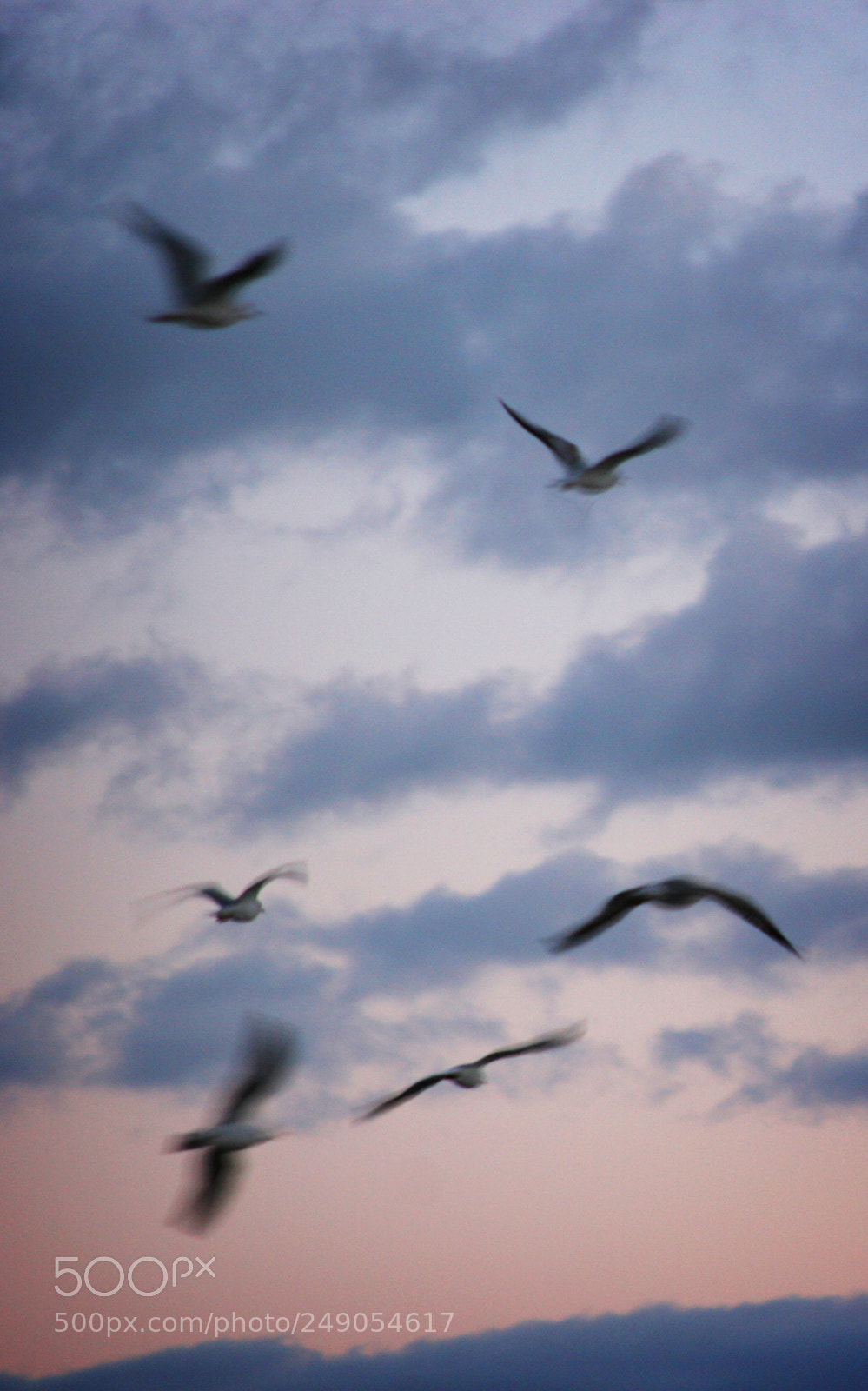 Canon EOS 20D sample photo. Gulls in motion photography