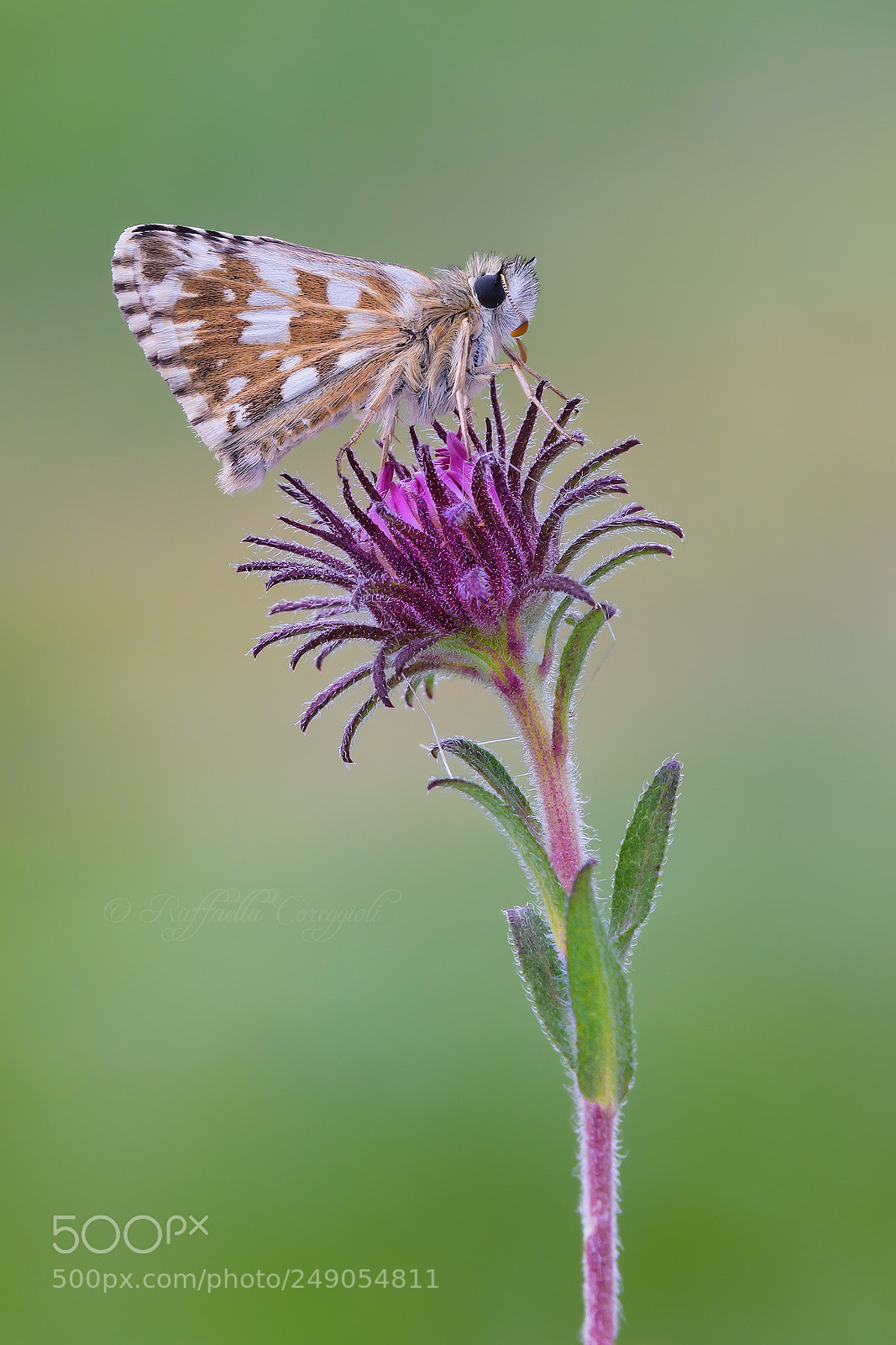 Nikon D7200 sample photo. Pyrgus armoricanus photography